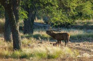 rouge cerf, Masculin rugissement dans la pampa, Argentine, parque luro, la nature réserve photo