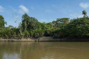 amazone jungle à rivière banques, Brésil photo