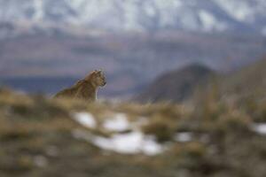 puma en marchant dans Montagne environnement, torres del paine nationale parc, patagonie, Chili. photo