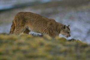 puma en marchant dans Montagne environnement, torres del paine nationale parc, patagonie, Chili. photo