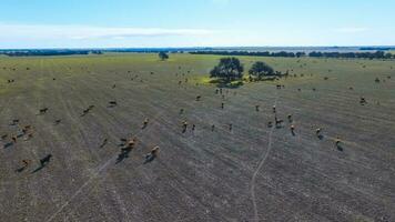Viande production, bétail dans pampa région, aérien vue, argentine photo