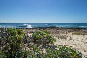 vagues s'écraser sur le plage et tropical les plantes photo