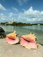 conque coquilles avec phare dans le Contexte photo