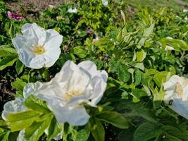 incroyable printemps couleurs dans fleurs, visite à le botanique jardin photo