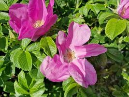 incroyable printemps couleurs dans fleurs, visite à le botanique jardin photo