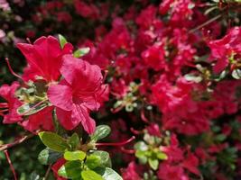 incroyable printemps couleurs dans fleurs, visite à le botanique jardin photo