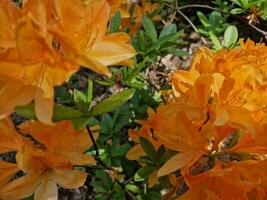 incroyable printemps couleurs dans fleurs, visite à le botanique jardin photo