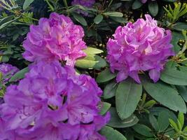 incroyable printemps couleurs dans fleurs, visite à le botanique jardin photo