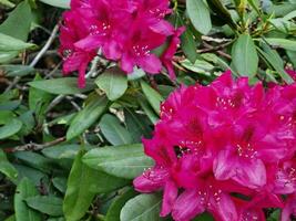 incroyable printemps couleurs dans fleurs, visite à le botanique jardin photo