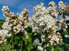 incroyable printemps couleurs dans fleurs, visite à le botanique jardin photo