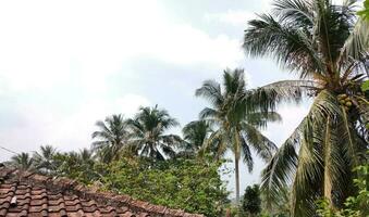 vue de le village avec ses village Maisons et certains noix de coco des arbres autour le loger, pendant le journée avec une magnifique nuage Contexte photo