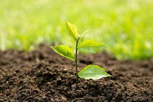 bébé les plantes croissance sur fertile sol avec Naturel vert Contexte. plante croissance. plante semis. photo