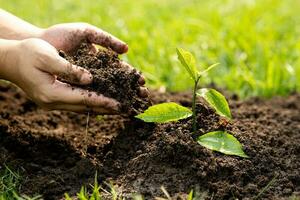 mains de le Hommes en portant plantation à être planté dans le sol. homme en portant vert semis dans sol. nationale arbre plantation journée. enregistrer Terre concept. photo