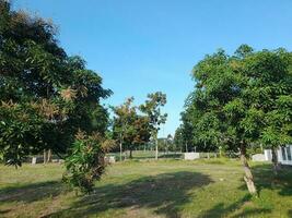 ombragé des arbres dans une ville parc dans le ville de matarame, lombok île, Indonésie photo