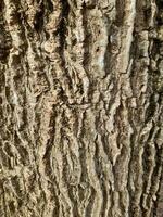 en relief texture de le marron écorce de une arbre. Contexte texture photo