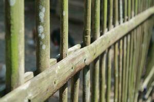 bambou clôture dans le poulet coopérative photo