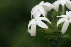 stephanotis floribunda dans Floraison avec gouttelettes sur le pétales, macro coup photo