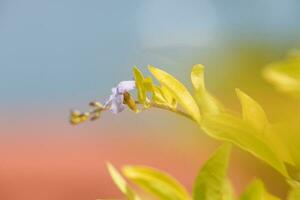 tropical bleu fleur de Saint lucia dans Floraison avec une flou Contexte photo