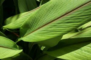 vert tropical feuilles dans le diamant botanique jardin de Saint lucia photo