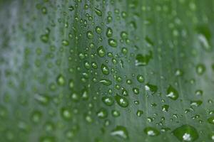 vert tropical feuille couvert dans gouttes de pluie, Saint lucie, soufrière, macro coup photo