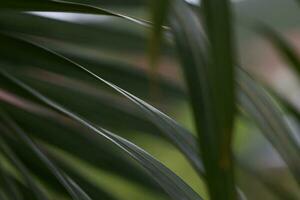 fermer de une paume feuille dans une ombre, Contexte photo