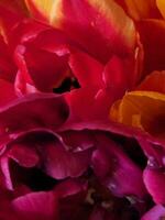 bouquet de tulipes. bouquet de tulipe fleurs proche en haut. Contexte pour une salutation carte. Valentin photo