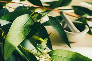 petit blanc céramique mortier, avec eucalyptus feuilles. beauté et spa concept. photo