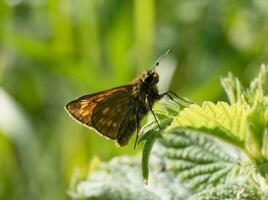 grand skipper papillon, ochlodes sylvanus accouplement, proche en haut papillon rampant sur une feuille dans sauvage herbes à Anglais jardin photo