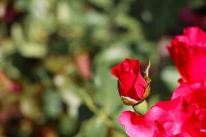 rouge Rose fleurs avec vert feuille dans parc romantique cadeau pour aimé un. photo