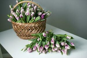 rayé violet Flamand drapeau tulipes mensonge sur le table près le panier. bouquet de fleurs photo