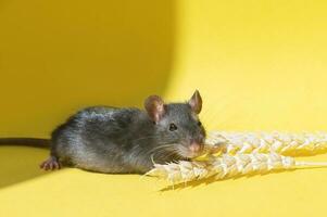 une gris Souris mange grain de épillets, est assis sur une Jaune Contexte. une rat avec une longue queue. photo