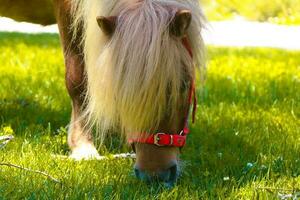 peu palomino poney cheval avec blanc crinière broute sur le pelouse et mange vert herbe à le coucher du soleil photo