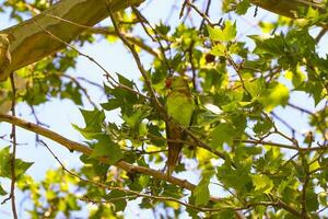 proche en haut vert perroquet avec rouge le bec séance sur le branche de arbre. vert perroquets sont à parc dans ankara. sélectif se concentrer. photo