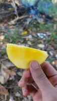 une mûr mangue est tenue par une homme photo