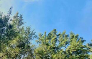 Regardez en haut par le vert à laiton des arbres à le bleu ciel photo