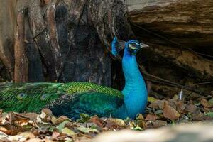 paon permanent sur une Roche dans le zoo photo