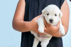 fille dans noir chemise en portant blanc chiot, enfant en jouant avec chien, enfant étreindre chiot, animaux domestiques photo