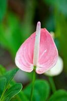 fleur d'anthurium rose photo