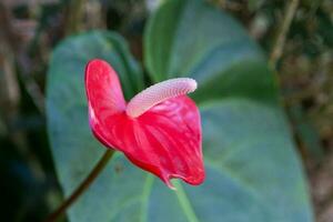 fleur d'anthurium rouge photo