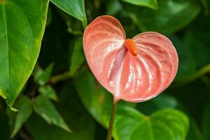 Orange anthurium fleur photo