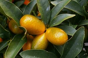 fermer sur kumquats dans une arbre photo