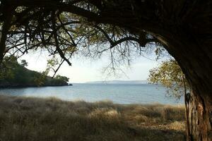 le baie près Jaune savane photo