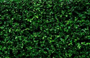 Libre de plantes de haie à feuilles persistantes. petites feuilles vertes sur fond de texture de mur de haie. mur de haie écologique à feuilles persistantes. plante ornementale dans le jardin de la cour. de nombreuses feuilles réduisent la poussière dans l'air. toile de fond naturelle. photo