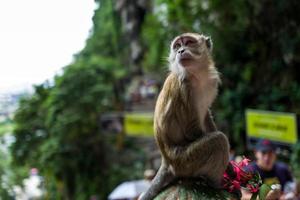 un singe près des grottes de batu à kuala lumpur photo