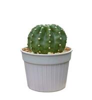 miniature cactus plante d'appartement dans pot isolé sur blanc Contexte pour petit jardin et sécheresse tolérant plante photo