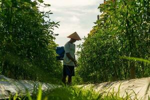 le Activités de Les agriculteurs dans le riz des champs dans le Barisane montagnes, bengkulu, Nord Indonésie photo