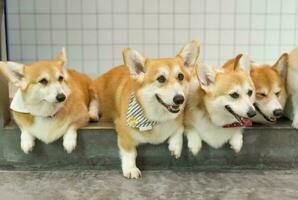 groupe de curieuse pembroke gallois corgi, adorable gallois corgi mensonge sur le sol photo