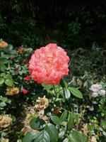 le gros Rose dans le jardin photo