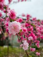 branche des fleurs de cerisier photo