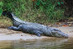 Crocodile d'eau salée crocodylus porosus daintree queensland australie photo